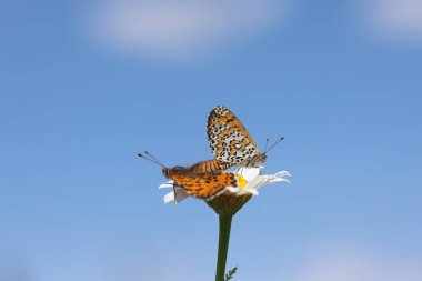 Çiftleşen Küçük Benekli Fritiller (Melitaea ıvır zıvır) kelebekleri