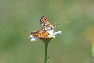 Çiftleşen Küçük Benekli Fritiller (Melitaea ıvır zıvır) kelebekleri