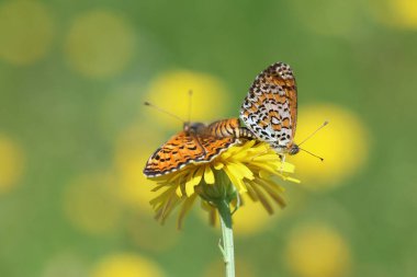 Çiftleşen Küçük Benekli Fritiller (Melitaea ıvır zıvır) kelebekleri