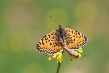 Çiftleşen Küçük Benekli Fritiller (Melitaea ıvır zıvır) kelebekleri