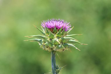 Devedikeni (Silybum marianum), sivri dikenli yapraklarla karakterize edilen bir grup çiçeğin yaygın adıdır.