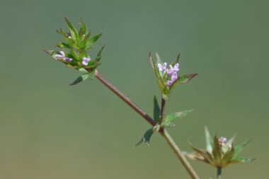Sherardia, Rubiaceae familyasından bir bitki cinsidir. Cins sadece bir tür içerir, Sherardia arvensis, (mavi) alan delisi.