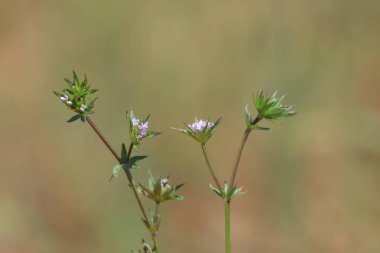 Sherardia, Rubiaceae familyasından bir bitki cinsidir. Cins sadece bir tür içerir, Sherardia arvensis, (mavi) alan delisi.