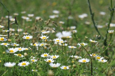 Baharda tarladaki vahşi papatya çiçeklerinin üst manzarası