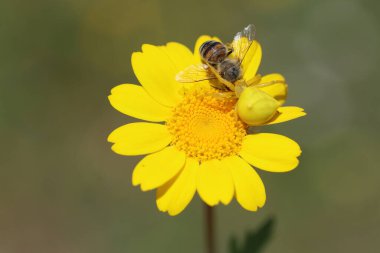 Sarı papatya çiçeğinin üzerindeki sarı yengeç örümceği bir bal arısı yakalamış.