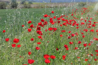 Bahar zamanı gelincik tarlası
