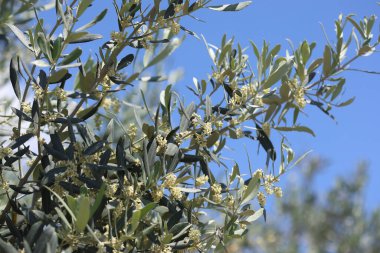 İlkbaharda zeytin ağacı çiçekleri 