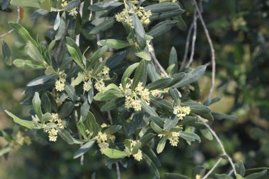 İlkbaharda zeytin ağacı çiçekleri 