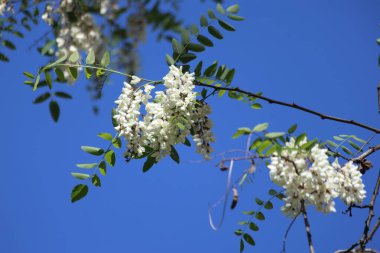 Kara çekirge (Robinia psödoacia) çiçekleri, ayrıca sahte akasya olarak da bilinir.