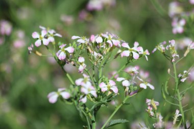Pembe çiçek açan turp çiçekleri.