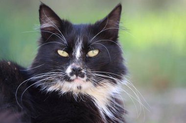 Güzel siyah beyaz bir kedi. Sokak kedisi