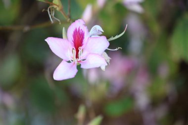 Bauhinia 'nın çeşitli çiçekleri. Dağ abanozu ya da orkide ağacı olarak da bilinir.
