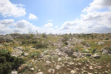 Euphorbia rigida, aynı zamanda sincap spurge olarak da bilinir, kayalarda yetişir.