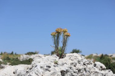 Euphorbia rigida, aynı zamanda sincap spurge olarak da bilinir, kayalarda yetişir.