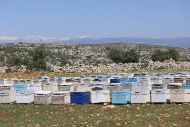Doğadaki arı kovanları dizisi 