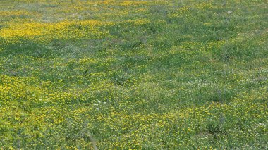 Baharda sarı çiçekli çayır manzarası