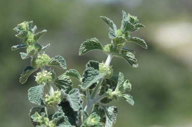 Marrubium vulgare (beyaz horehound veya yaygın horehound), naneli bitki (Lamiaceae) familyasından bir bitki türü.)