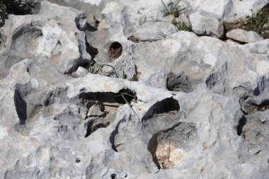 Büyük delikli bir kayanın süngerimsi görüntüsü