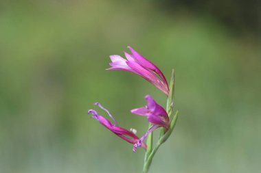 Gladiolus italicus (İtalyanca: 