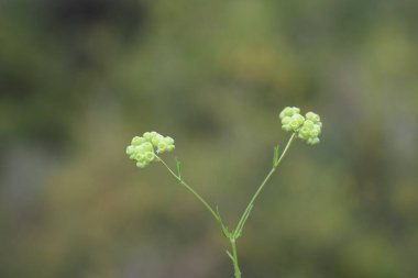 Valeriana vesicaria tohumlarına yakın çekim 
