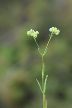 Valeriana vesicaria tohumlarına yakın çekim 