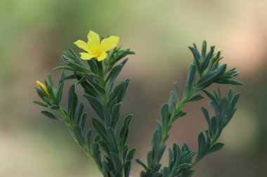 Bir alan keteninin çiçeği (Linum nodiflorum)