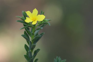 Bir alan keteninin çiçeği (Linum nodiflorum)