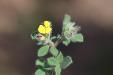 Lotus ornithopodioides, Fabaceae familyasından bir bitki türüdür.