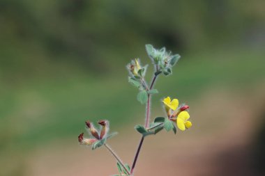 Lotus ornithopodioides, Fabaceae familyasından bir bitki türüdür.