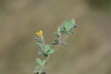 Lotus ornithopodioides, Fabaceae familyasından bir bitki türüdür.