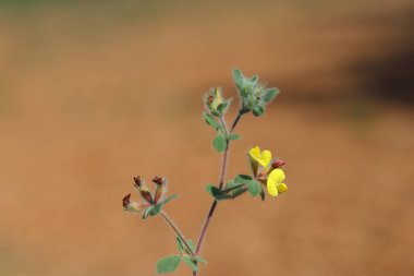 Lotus ornithopodioides, Fabaceae familyasından bir bitki türüdür.