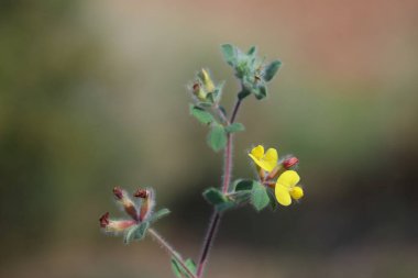 Lotus ornithopodioides, Fabaceae familyasından bir bitki türüdür.