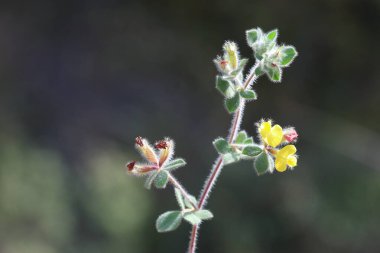 Lotus ornithopodioides, Fabaceae familyasından bir bitki türüdür.