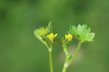 Ranunculus muricatus, düğünçiçeği ve düğün çiçeği olarak bilinen bir düğün çiçeği türüdür.