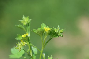 Ranunculus muricatus, düğünçiçeği ve düğün çiçeği olarak bilinen bir düğün çiçeği türüdür.