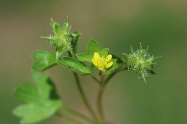 Ranunculus muricatus, düğünçiçeği ve düğün çiçeği olarak bilinen bir düğün çiçeği türüdür.
