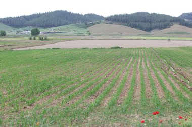 Tarlada sıralanmış genç mısır bitkileri