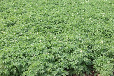 Çiçek açan sahnede bir patates tarlası.