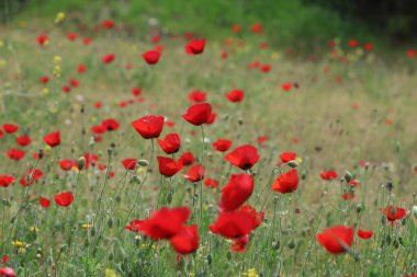 Bahar zamanı gelincik tarlası