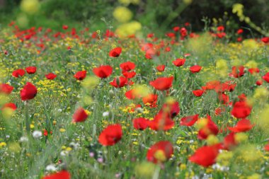 Bahar zamanı gelincik tarlası