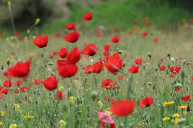 Bahar zamanı gelincik tarlası