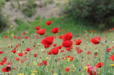Bahar zamanı gelincik tarlası