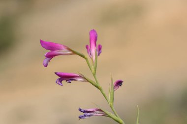 Gladiolus italicus (İtalyanca: 