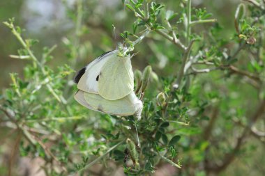 Çiftleşen Pieris rapae (lahana beyazı) kelebekleri