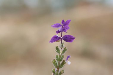 Salvia Viridis 'in çiçekleri, diğer adıyla Sage boyası, ilkbaharda.
