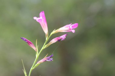 Gladiolus italicus (İtalyanca: 