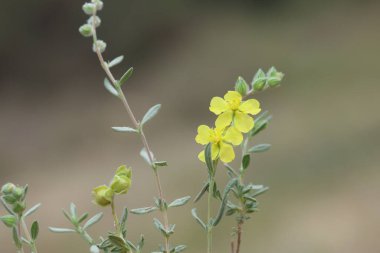 Helianthemum lippii, çiçekli bir bitki türüdür. 