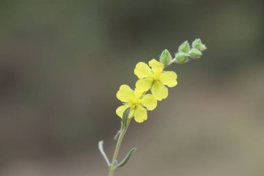 Helianthemum lippii, çiçekli bir bitki türüdür. 