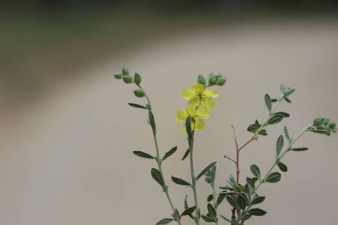 Helianthemum lippii, çiçekli bir bitki türüdür. 