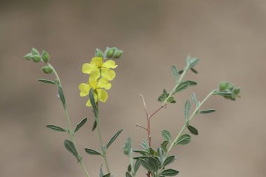 Helianthemum lippii, çiçekli bir bitki türüdür. 